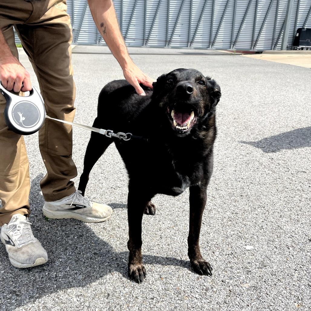 Brisket, Adoptable, Adult Male Black Labrador Retriever & Mixed Breed.