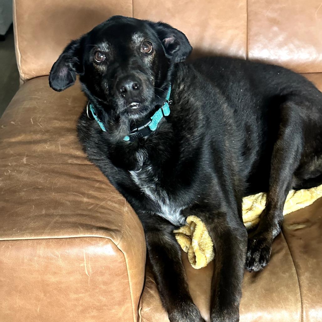 Brisket, a Adoptable mixed breed in Fayetteville, AR image 3/6