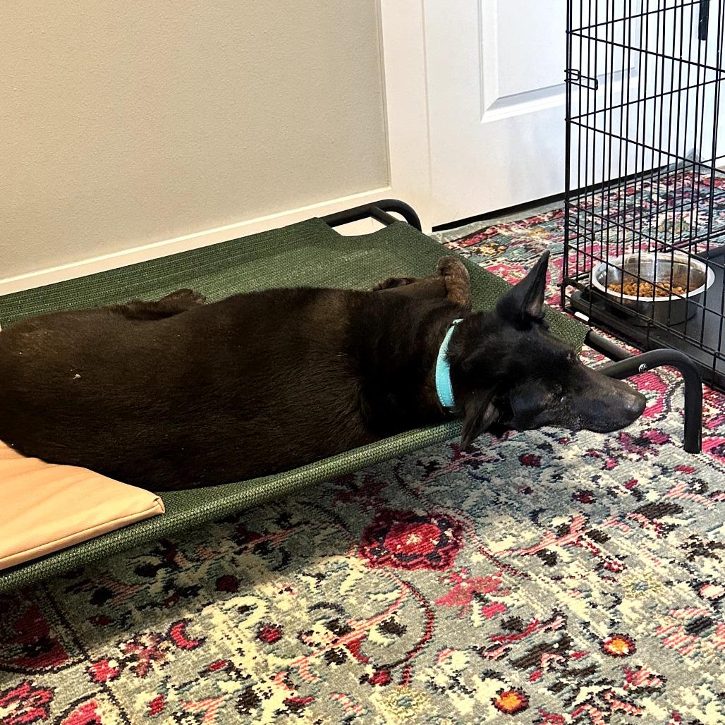 Brisket, a Adoptable mixed breed in Fayetteville, AR image 5/6
