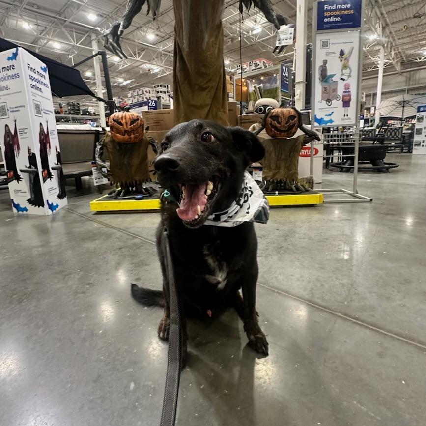 Brisket, a Adoptable mixed breed in Fayetteville, AR image 6/6