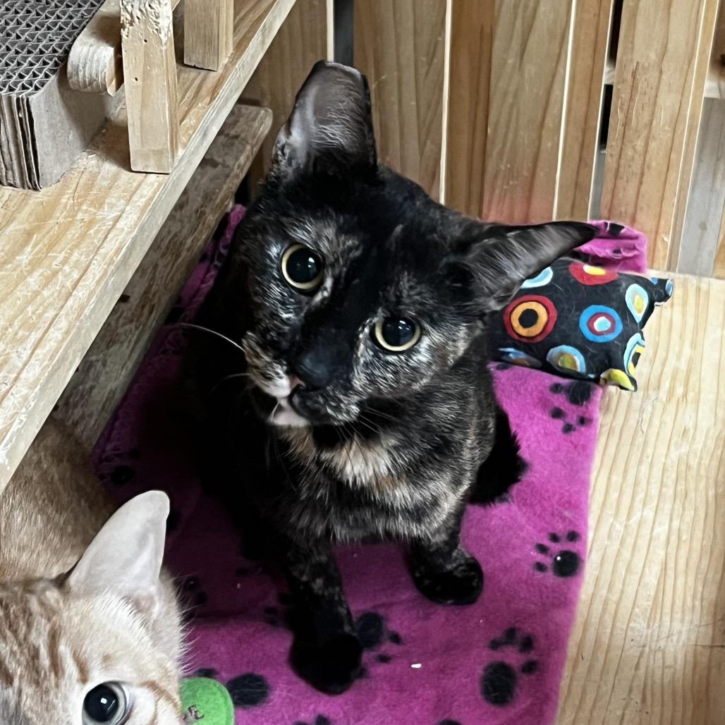Enlarge Cassie, a Adoptable Domestic Short Hair in Yucca Valley, CA image 1/5