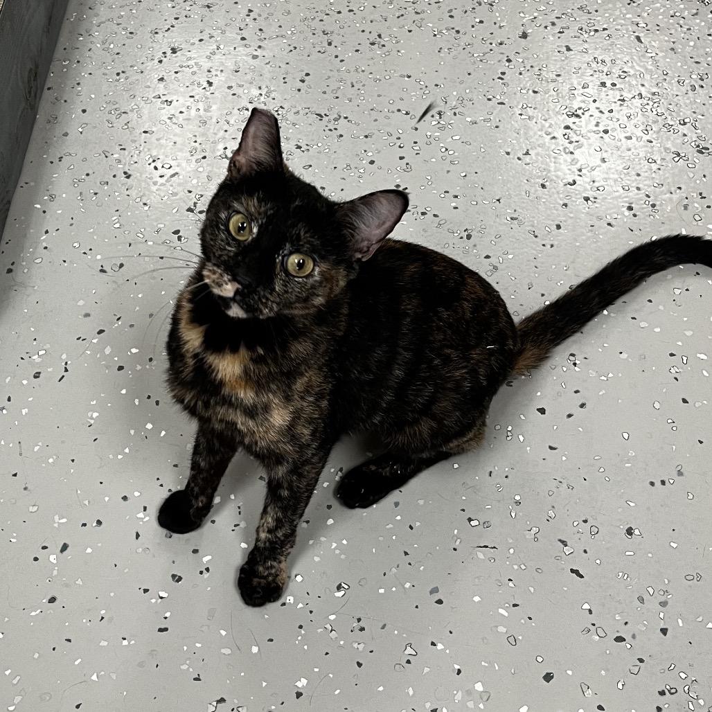 Enlarge Cassie, a Adoptable Domestic Short Hair in Yucca Valley, CA image 2/5