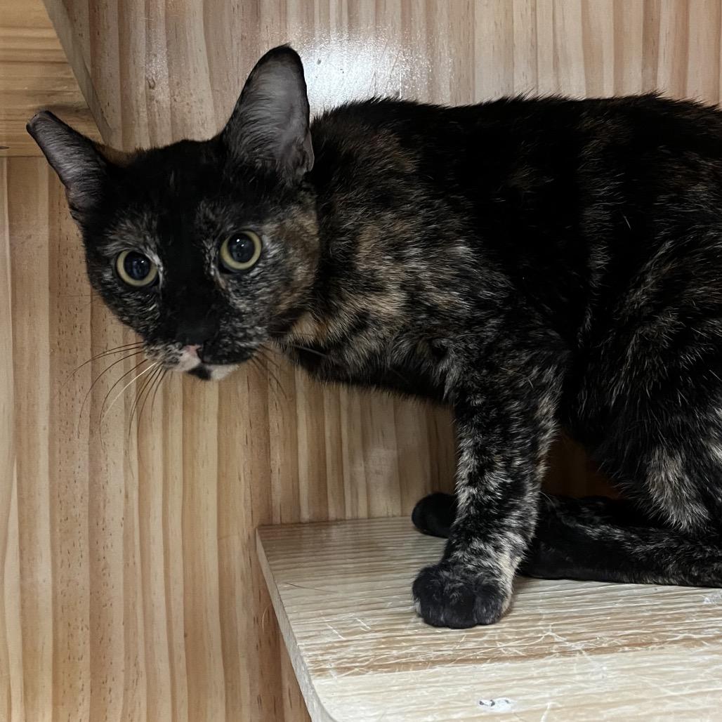Enlarge Cassie, a Adoptable Domestic Short Hair in Yucca Valley, CA image 3/5