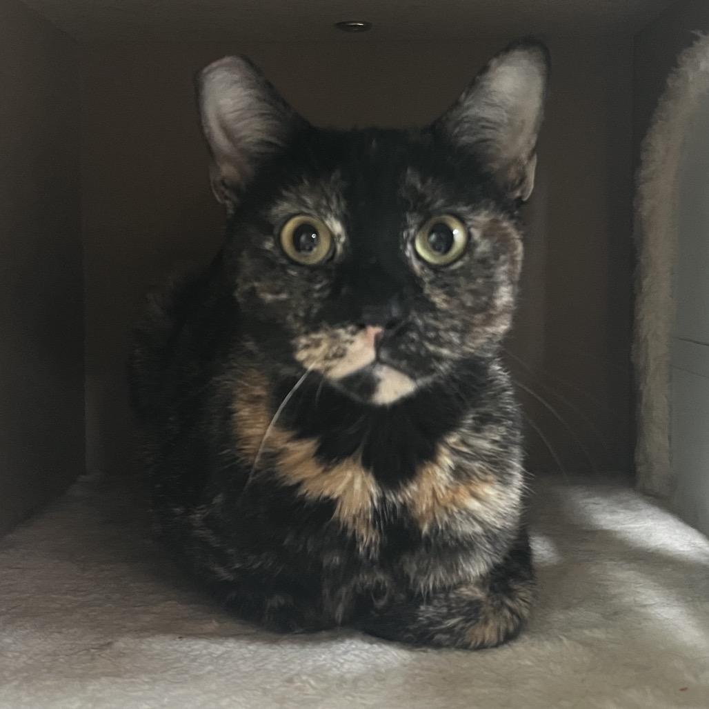 Enlarge Cassie, a Adoptable Domestic Short Hair in Yucca Valley, CA image 4/5