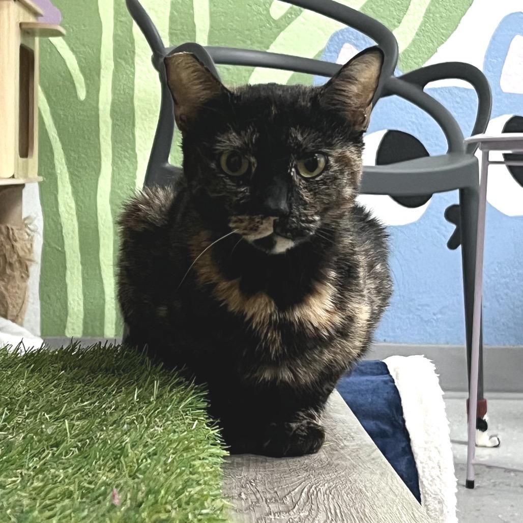 Enlarge Cassie, a Adoptable Domestic Short Hair in Yucca Valley, CA image 5/5