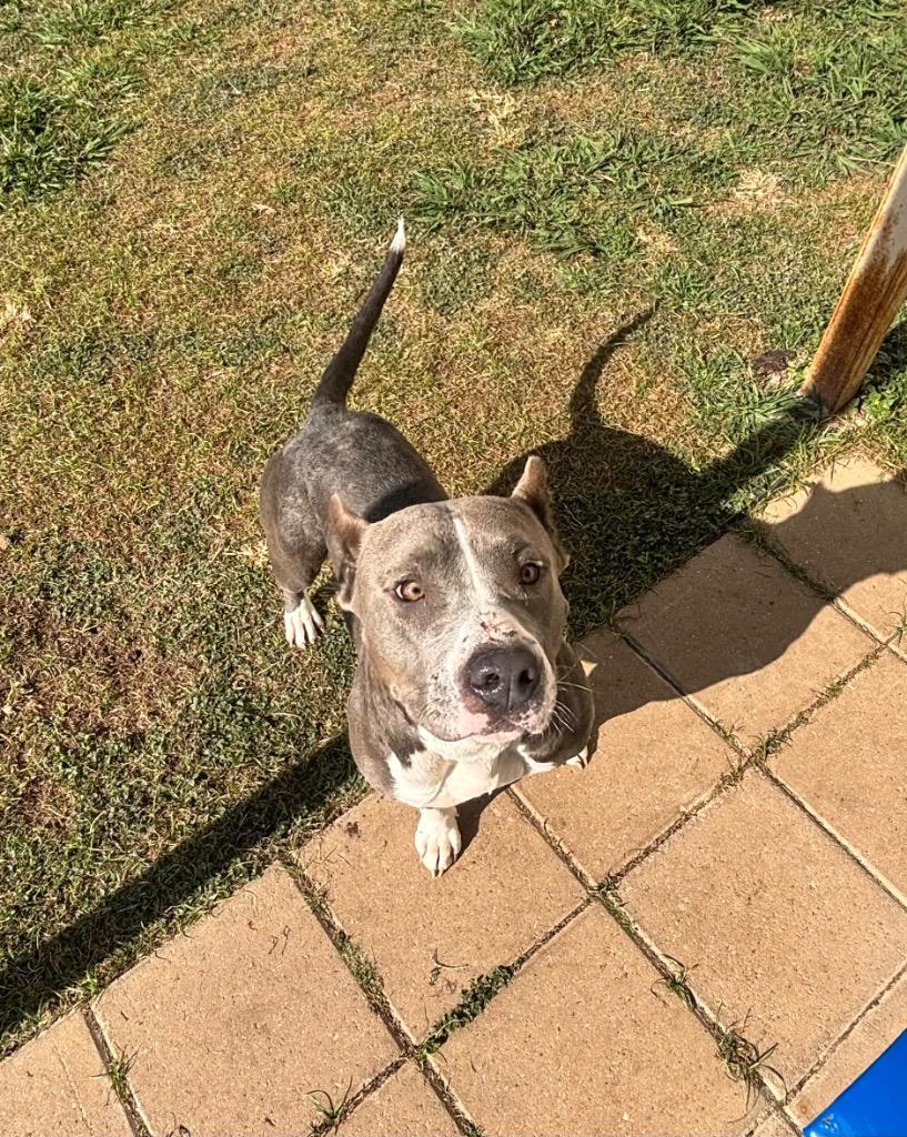 Monday, a Adopted Pit Bull Terrier in Belton, TX image 1/5