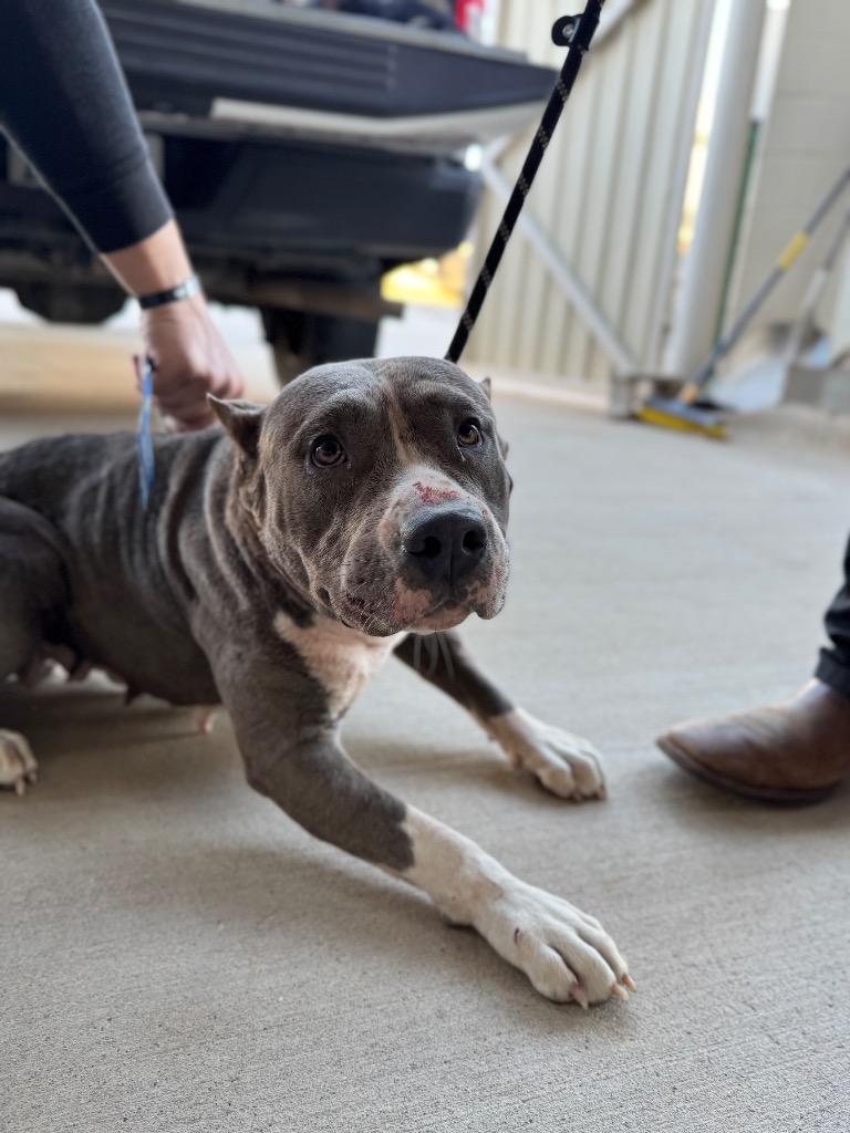 Monday, a Adopted Pit Bull Terrier in Belton, TX image 2/5