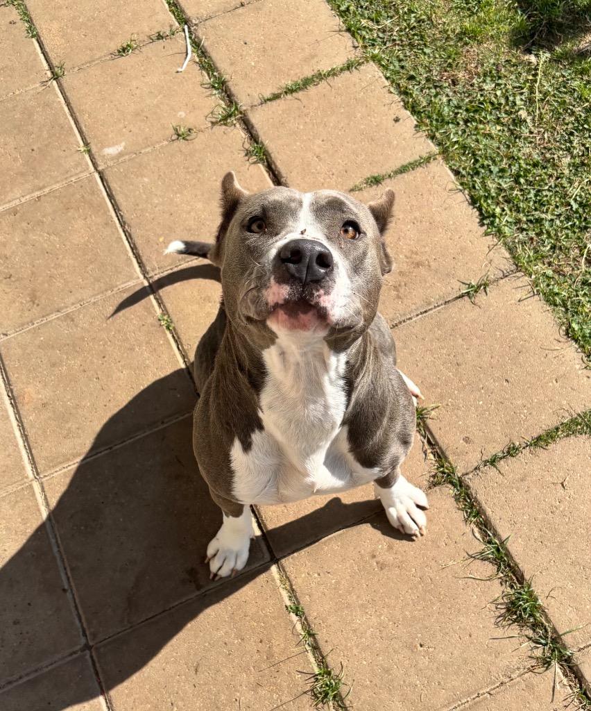 Monday, a Adopted Pit Bull Terrier in Belton, TX image 3/5