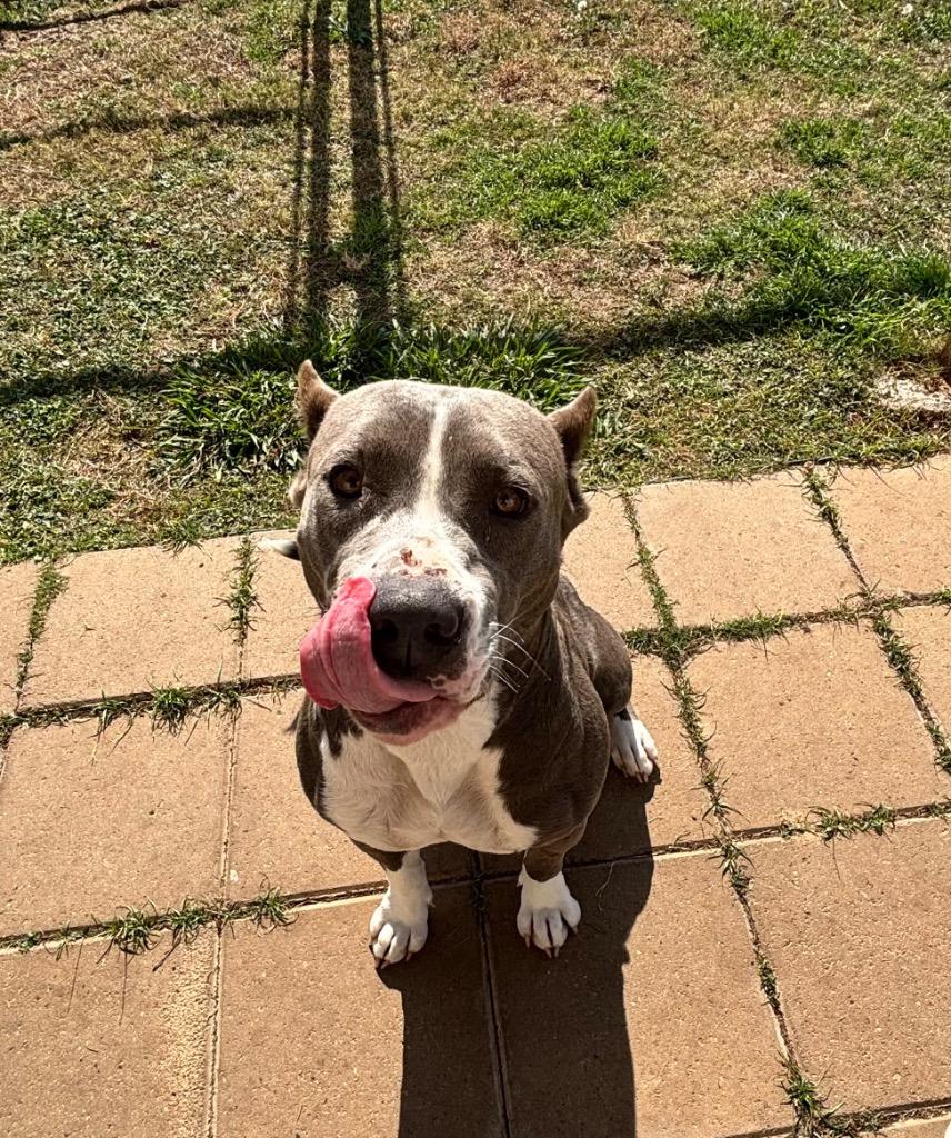 Monday, a Adopted Pit Bull Terrier in Belton, TX image 4/5