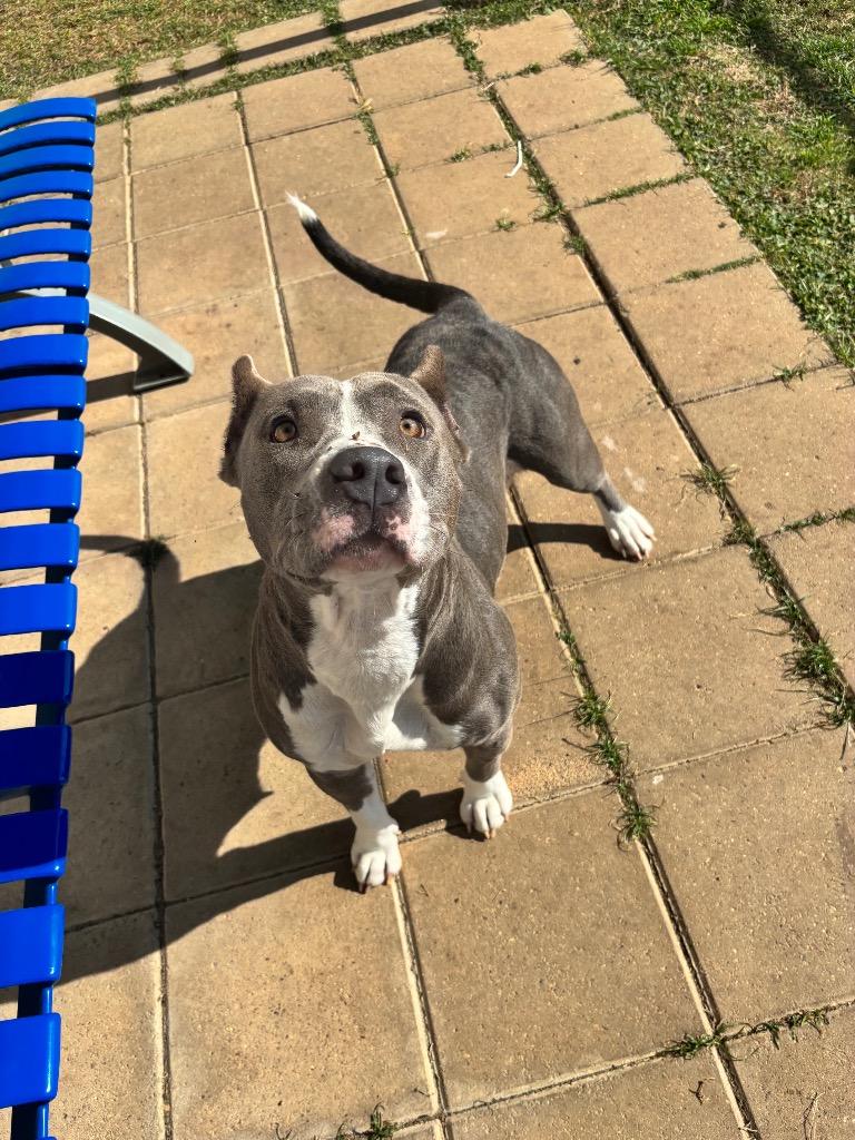 Monday, a Adopted Pit Bull Terrier in Belton, TX image 5/5