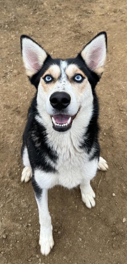 Mika, a Adoptable mixed breed in Madera, CA image 1/2