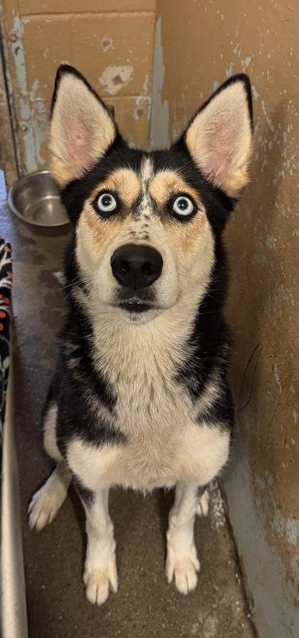 Mika, a Adoptable mixed breed in Madera, CA image 2/2