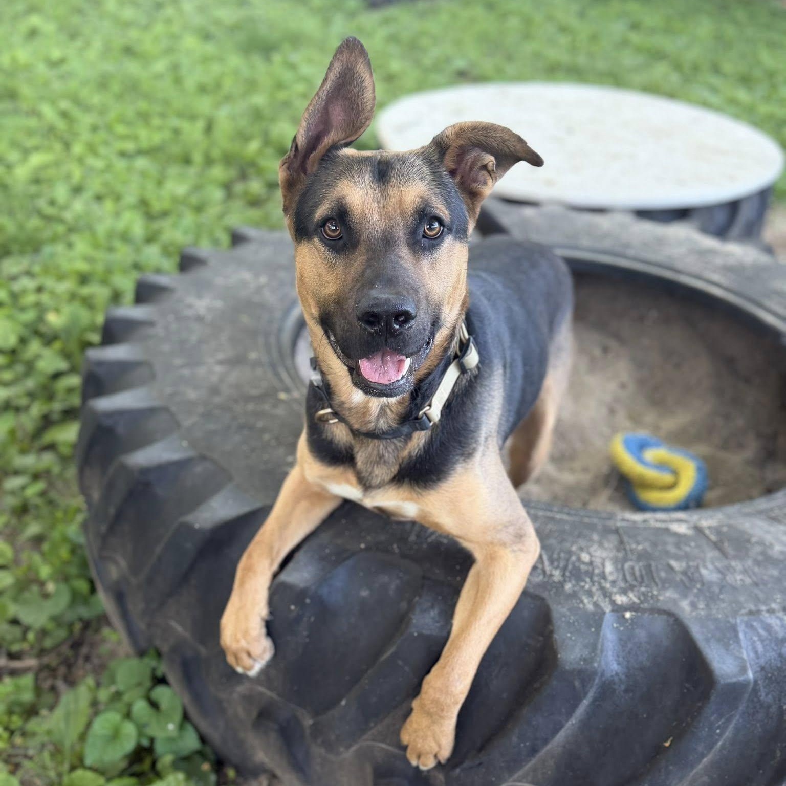 Rufus, adoptable, Adult Male German Shepherd Dog.