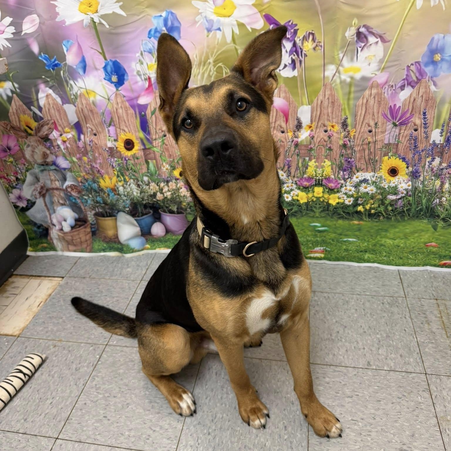 Enlarge Rufus, an adoptable mixed breed in Martinsville, IN image 1/1