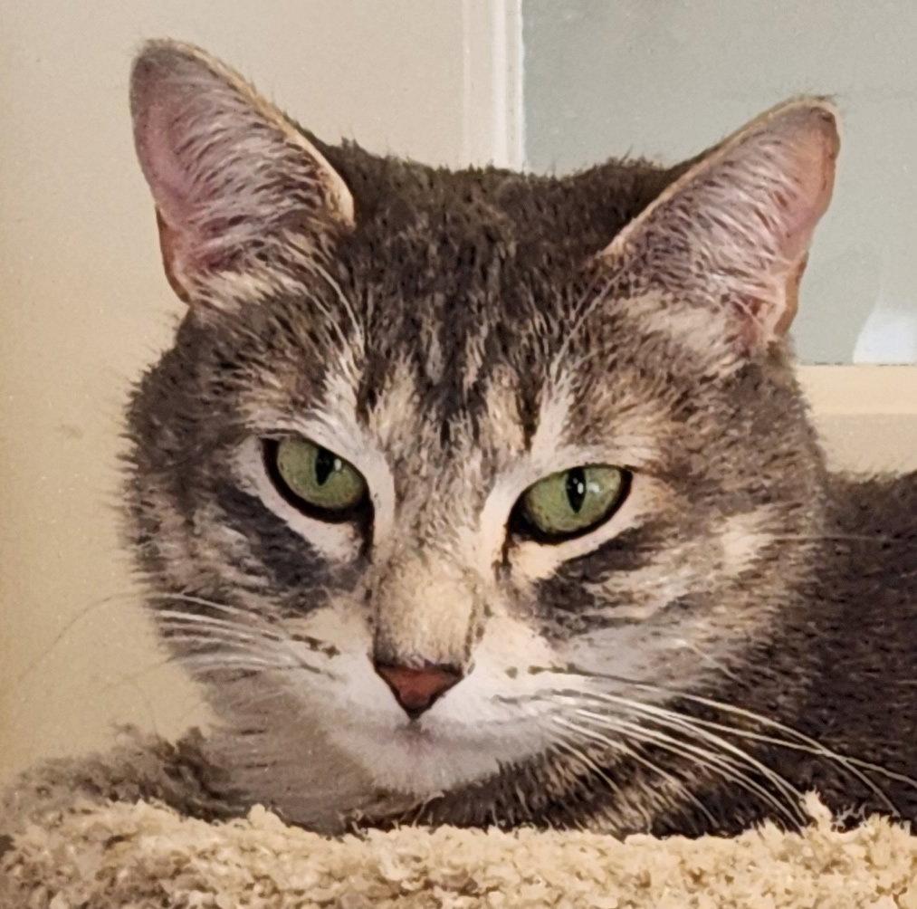 Stella, Adoptable, Adult Female Domestic Short Hair & Tabby.