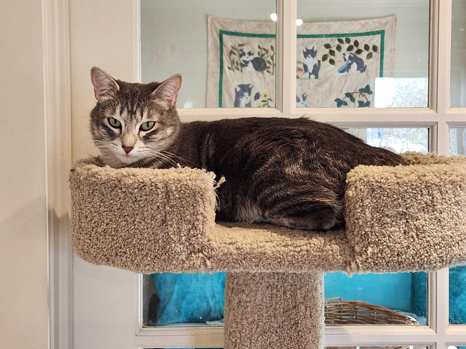 Stella, a Adoptable mixed breed in Anacortes, WA image 3/3