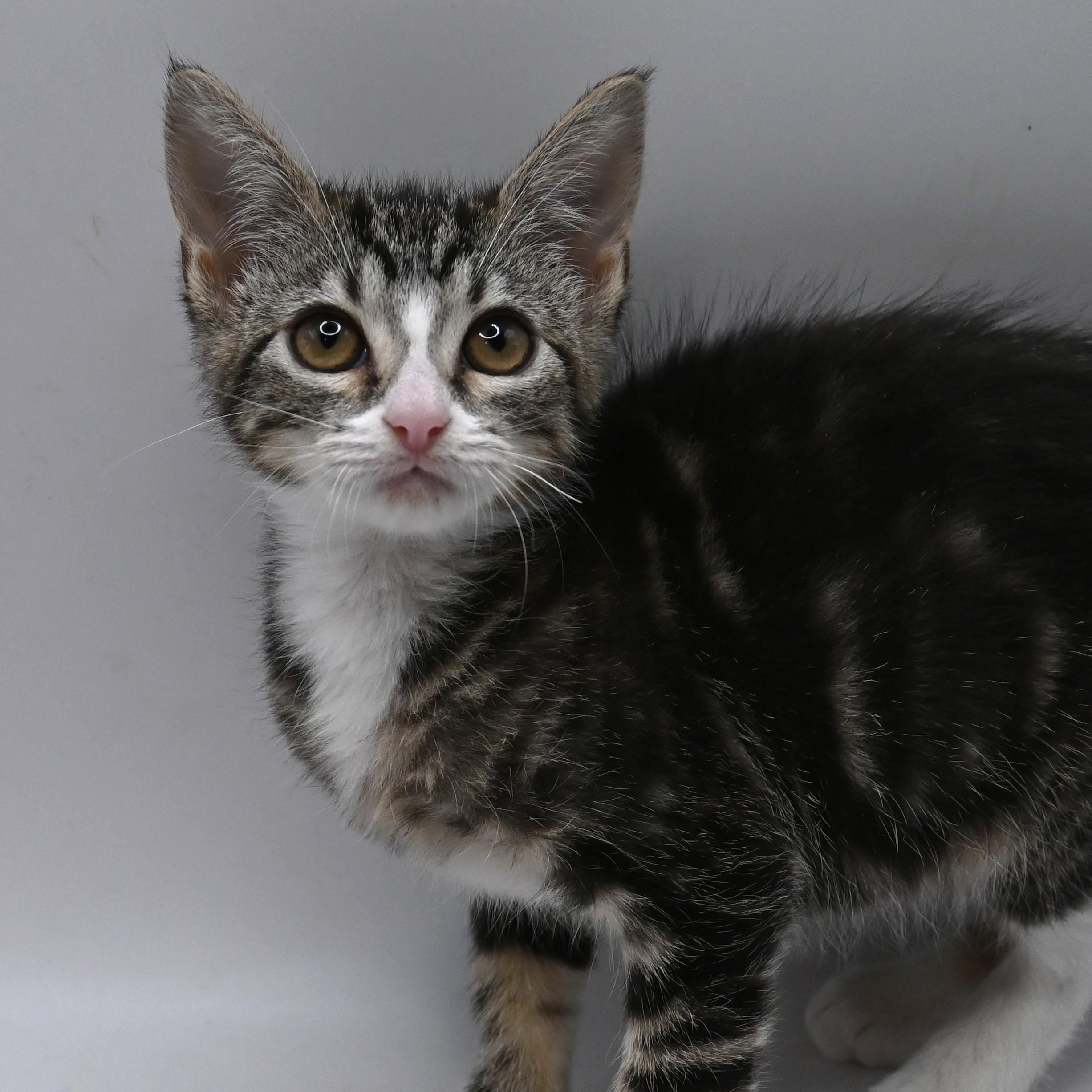 Enlarge Patty (so sweet), a Adoptable mixed breed in South Amboy, NJ image 6/6