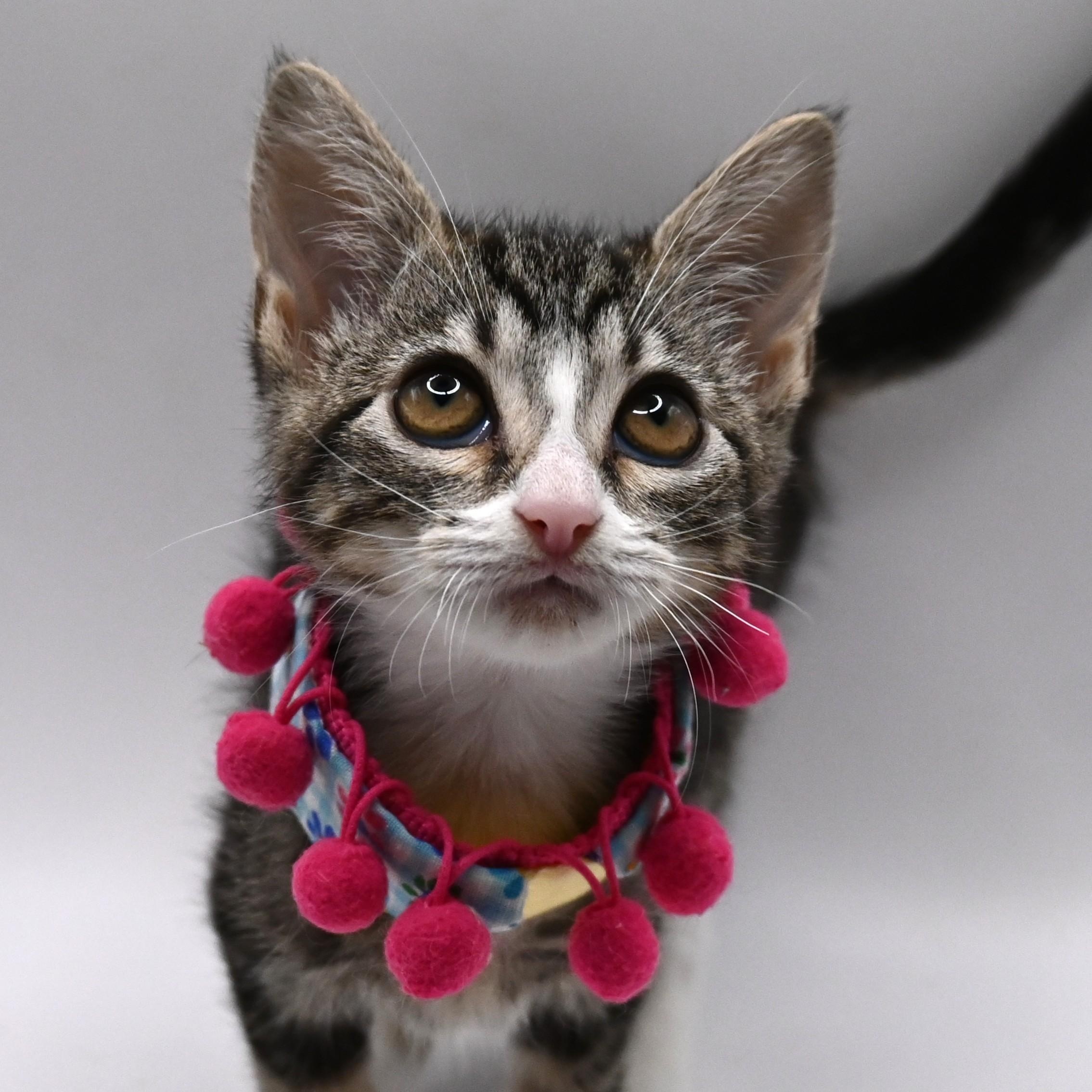 Enlarge Patty (so sweet), a Adoptable mixed breed in South Amboy, NJ image 1/6