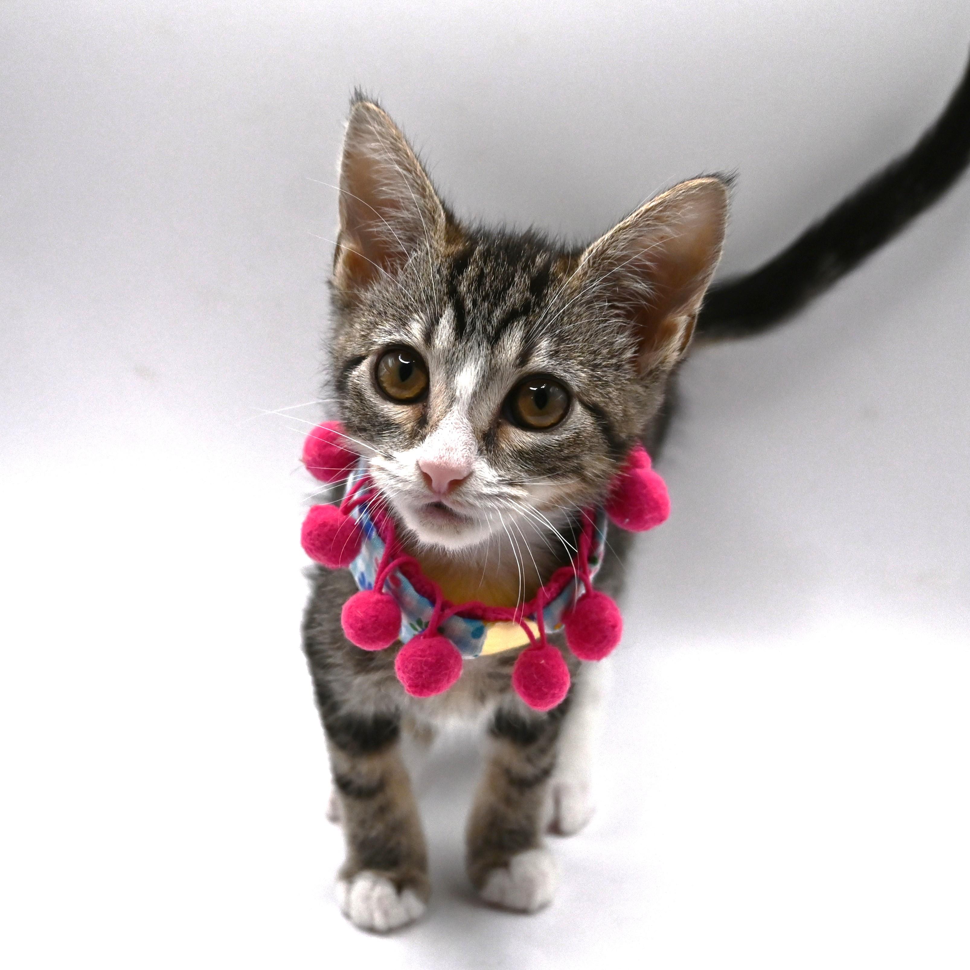 Enlarge Patty (so sweet), a Adoptable mixed breed in South Amboy, NJ image 2/6