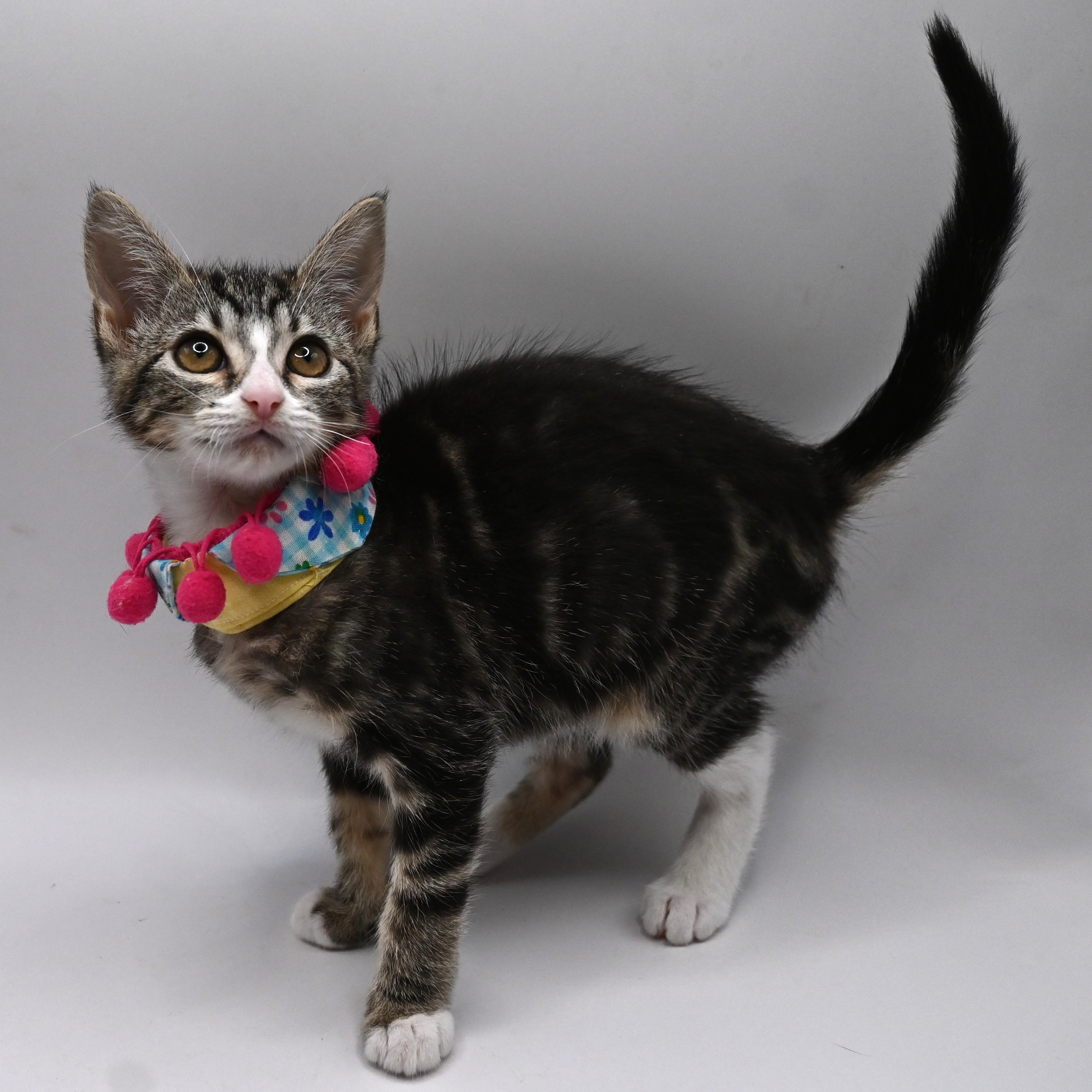 Enlarge Patty (so sweet), a Adoptable mixed breed in South Amboy, NJ image 4/6