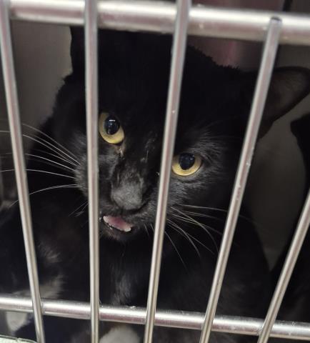 XANDER, Adoptable, Young Male Domestic Short Hair.