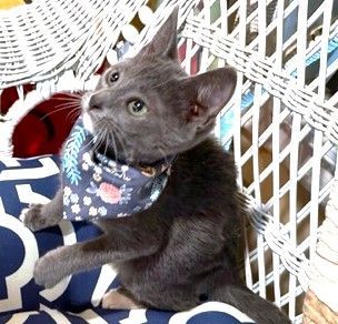 Enlarge KITTENS FOR IMMEDIATE FOSTERING - FOR 4 to 6 Weeks!, a Adoptable mixed breed in Danbury, CT image 5/5