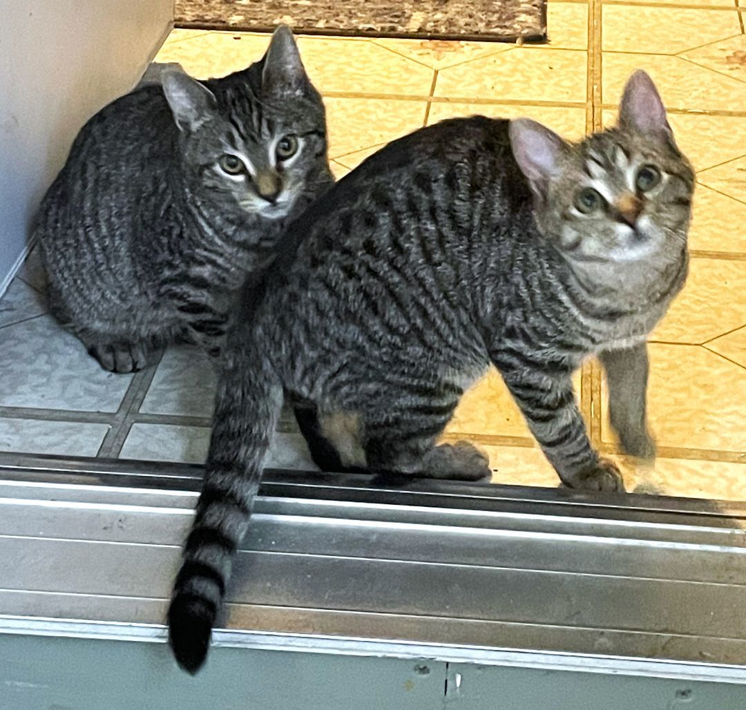 Enlarge KITTENS FOR IMMEDIATE FOSTERING - FOR 4 to 6 Weeks!, a Adoptable mixed breed in Danbury, CT image 4/5