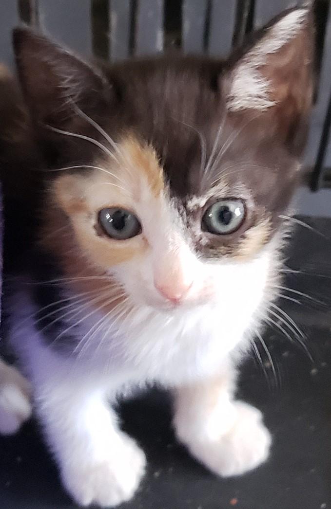 Enlarge KITTENS FOR IMMEDIATE FOSTERING - FOR 4 to 6 Weeks!, a Adoptable mixed breed in Danbury, CT image 1/5