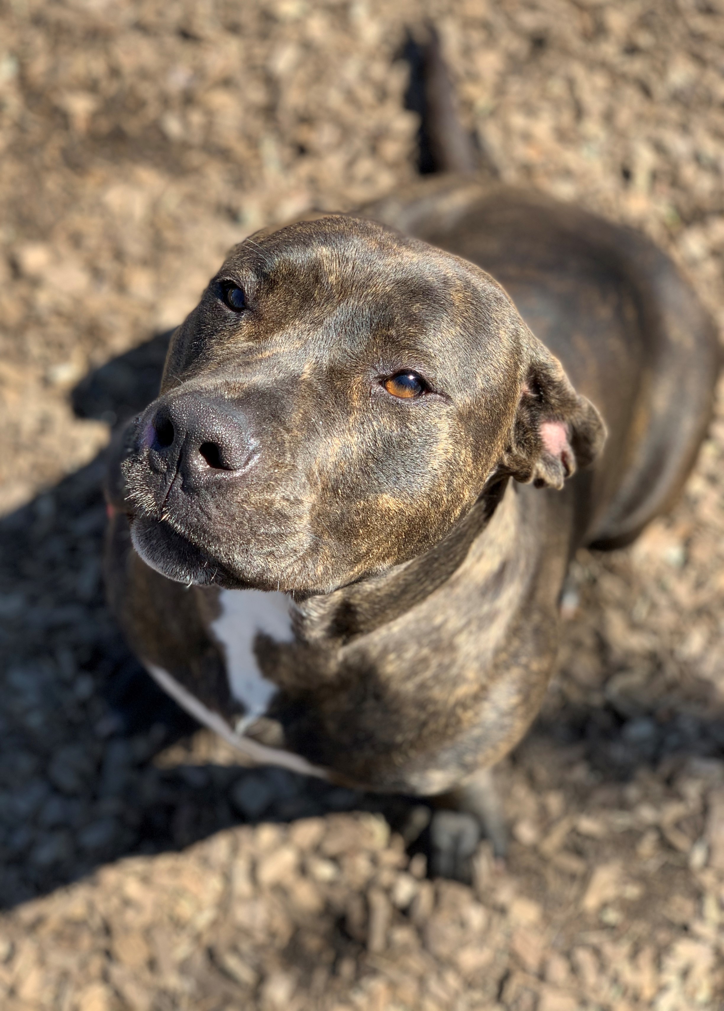 Mia, a Adoptable mixed breed in Smithtown, NY image 1/11