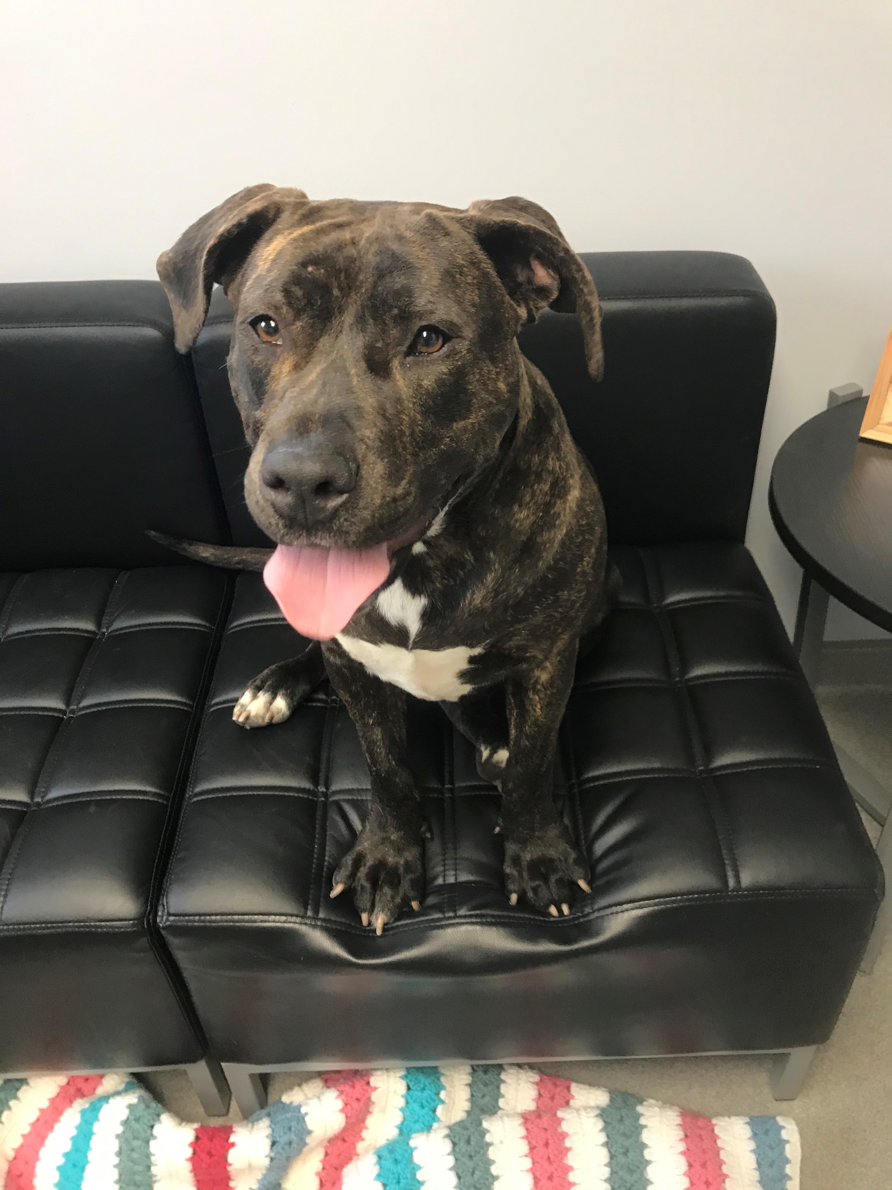 Mia, a Adoptable mixed breed in Smithtown, NY image 2/11