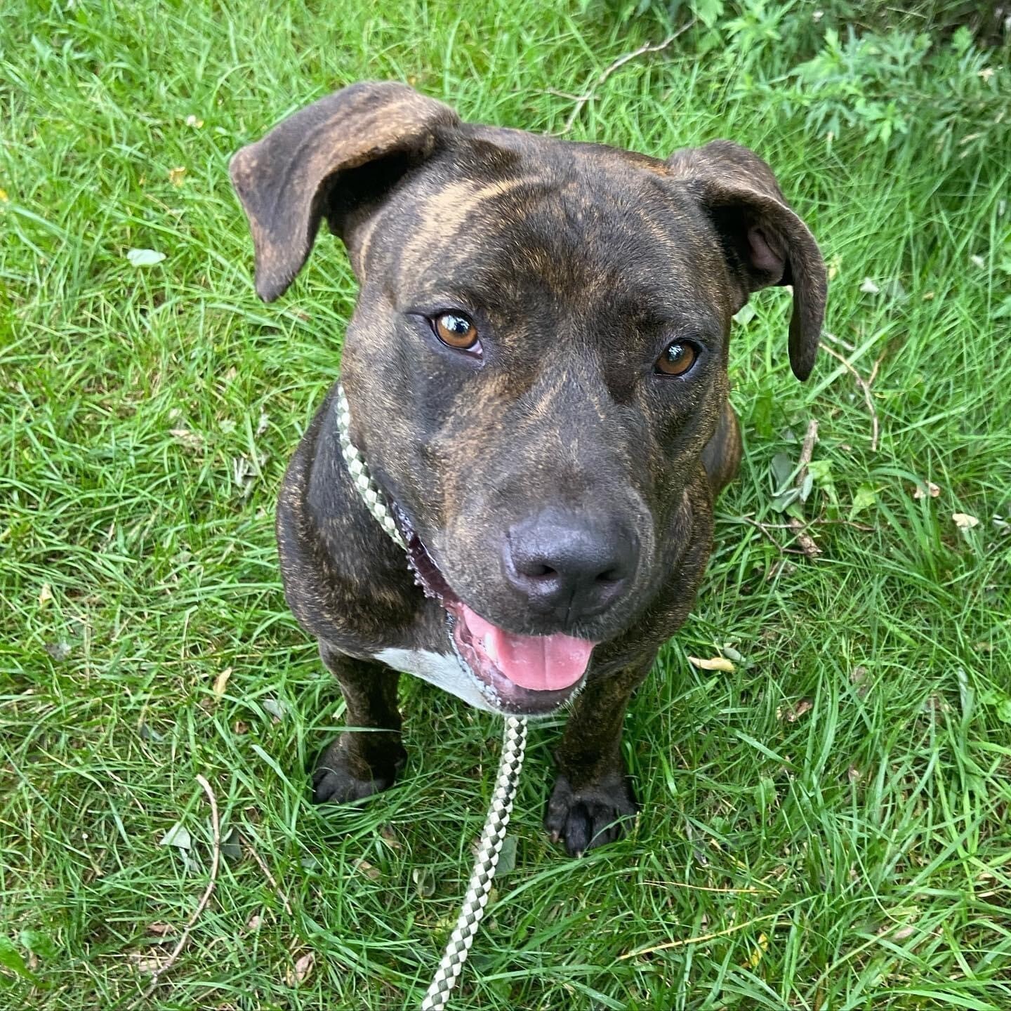 Mia, a Adoptable mixed breed in Smithtown, NY image 4/11