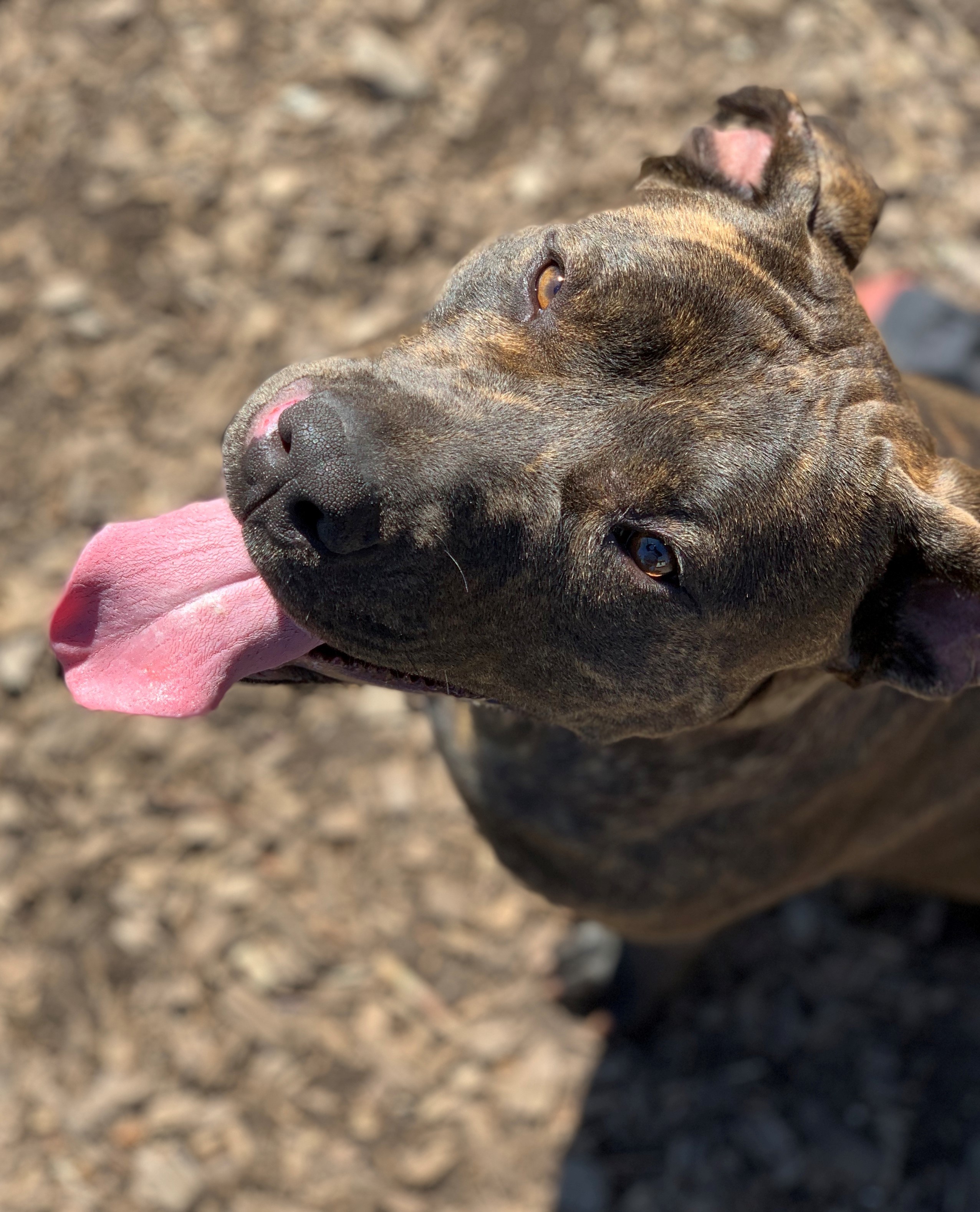 Mia, a Adoptable mixed breed in Smithtown, NY image 5/11