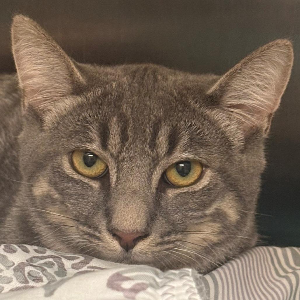 Henry, Adoptable, Kitten Male Domestic Short Hair.