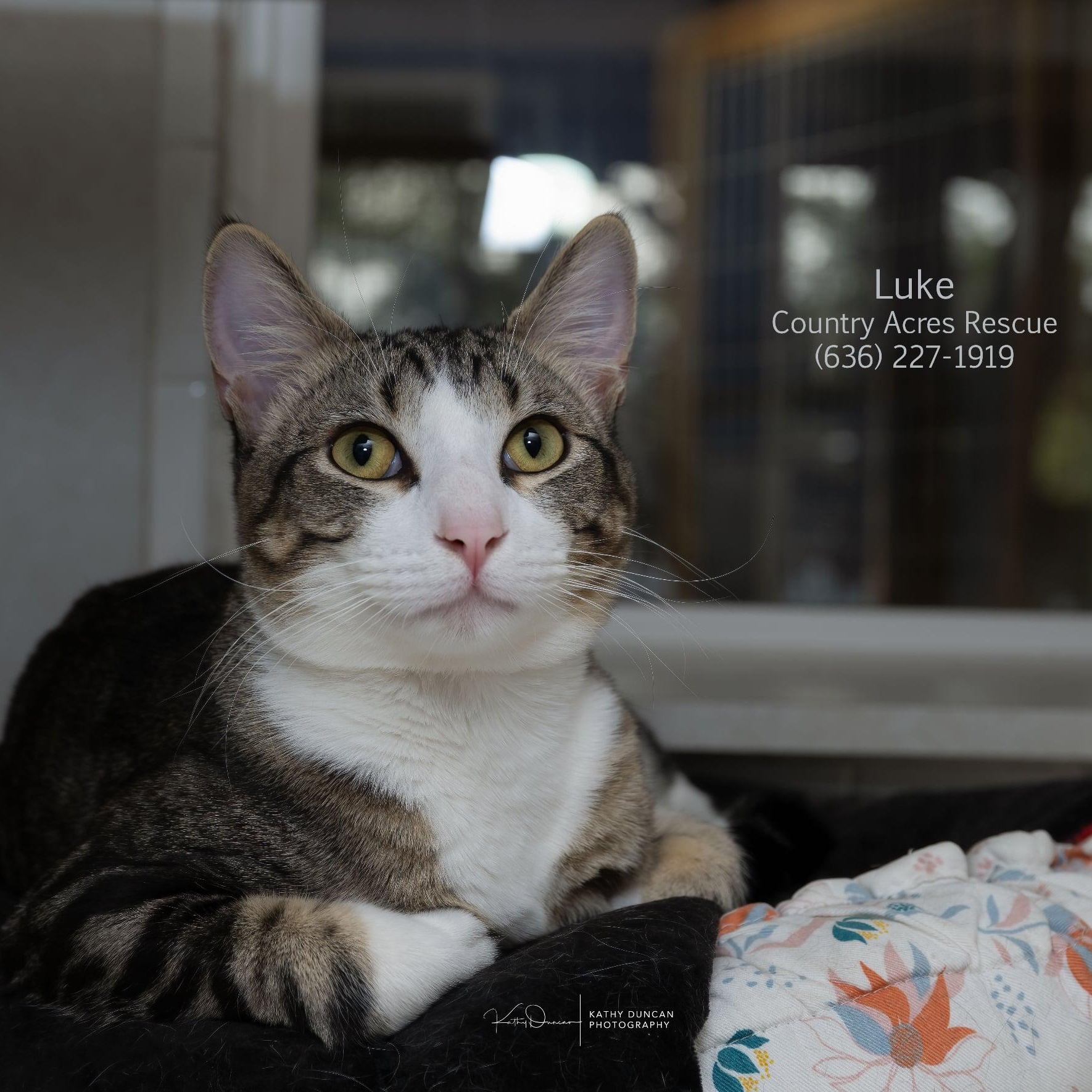 Luke, ADOPTABLE, Young Male Domestic Short Hair.