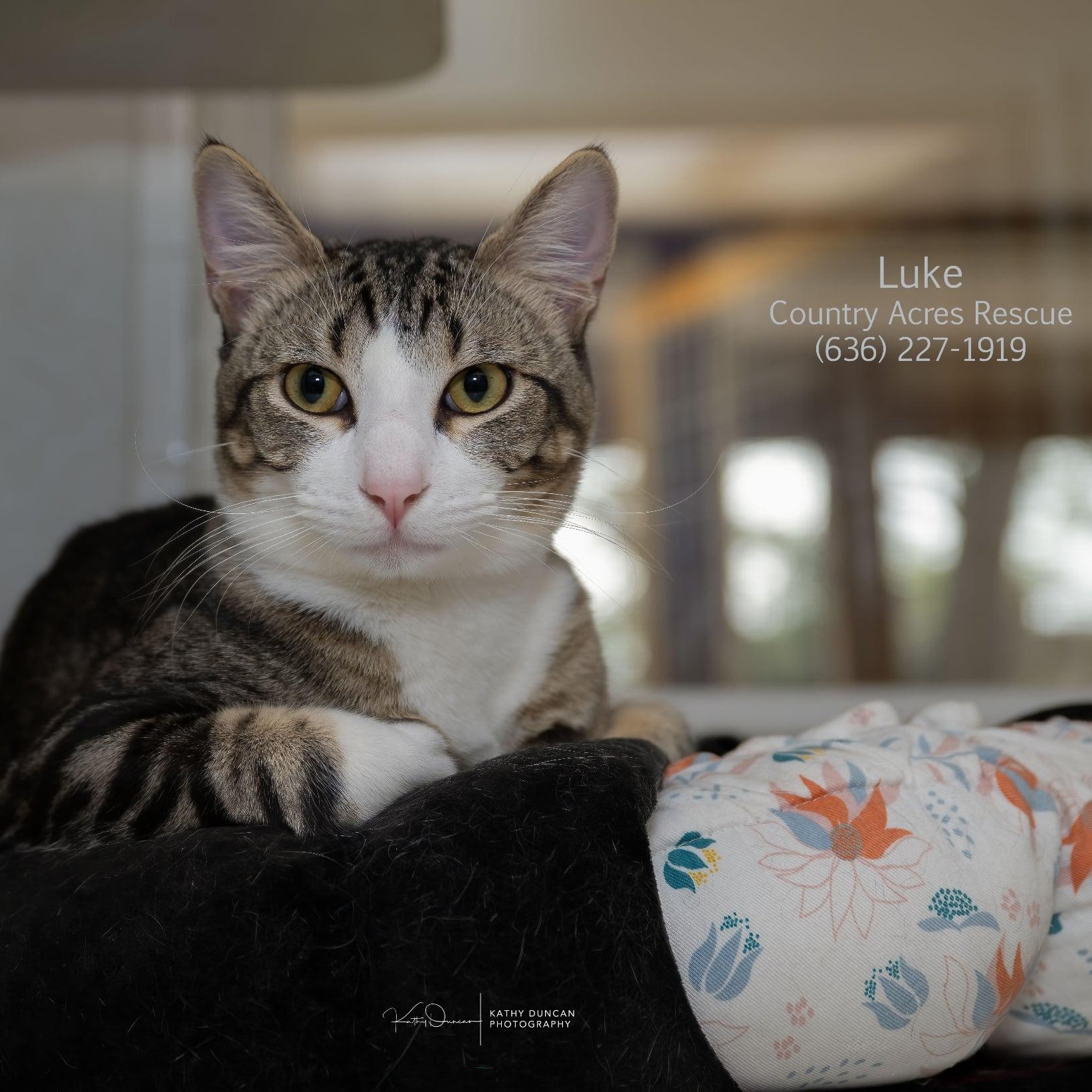 Enlarge Luke, an adopted Domestic Short Hair in Manchester, MO image 3/3