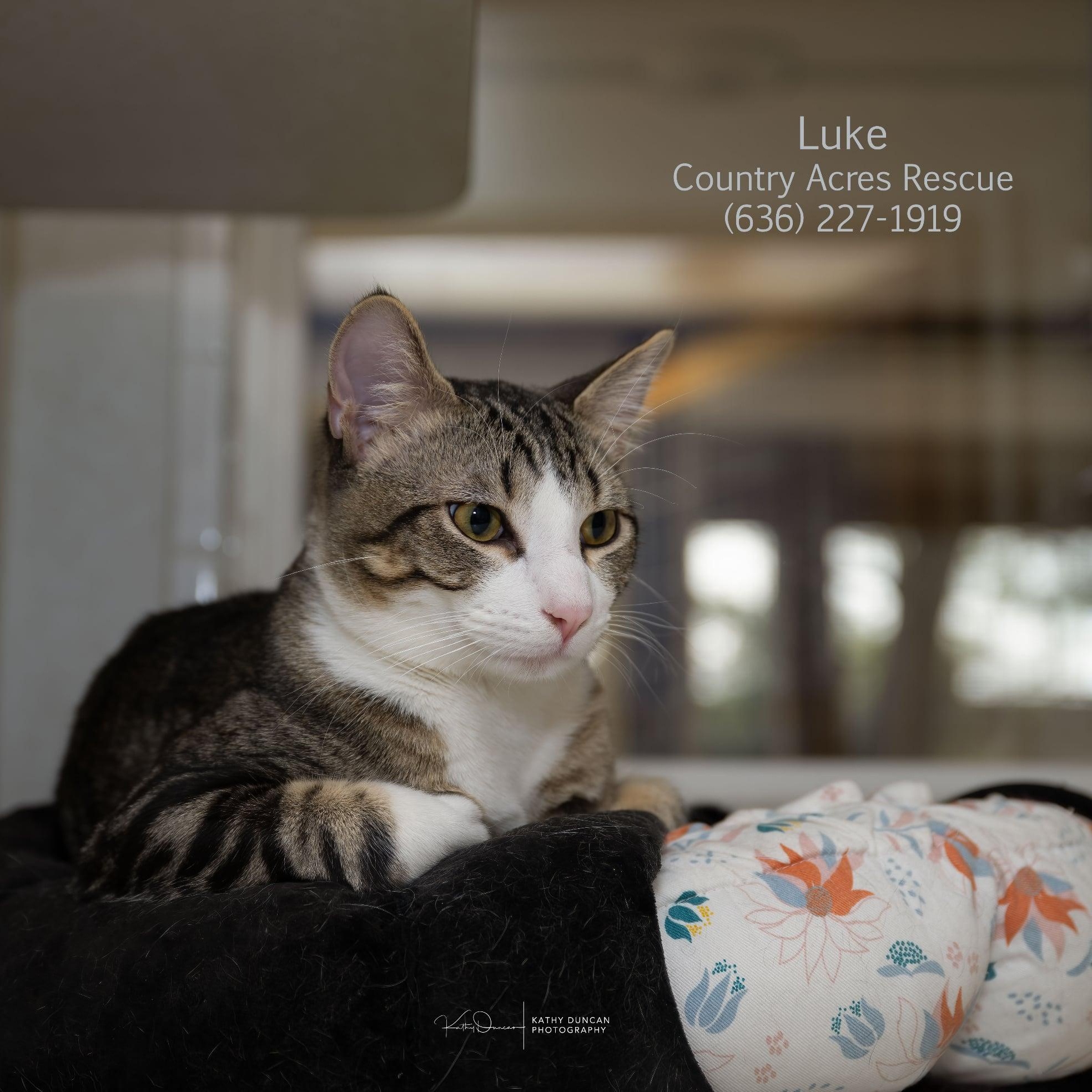 Enlarge Luke, an adopted Domestic Short Hair in Manchester, MO image 2/3