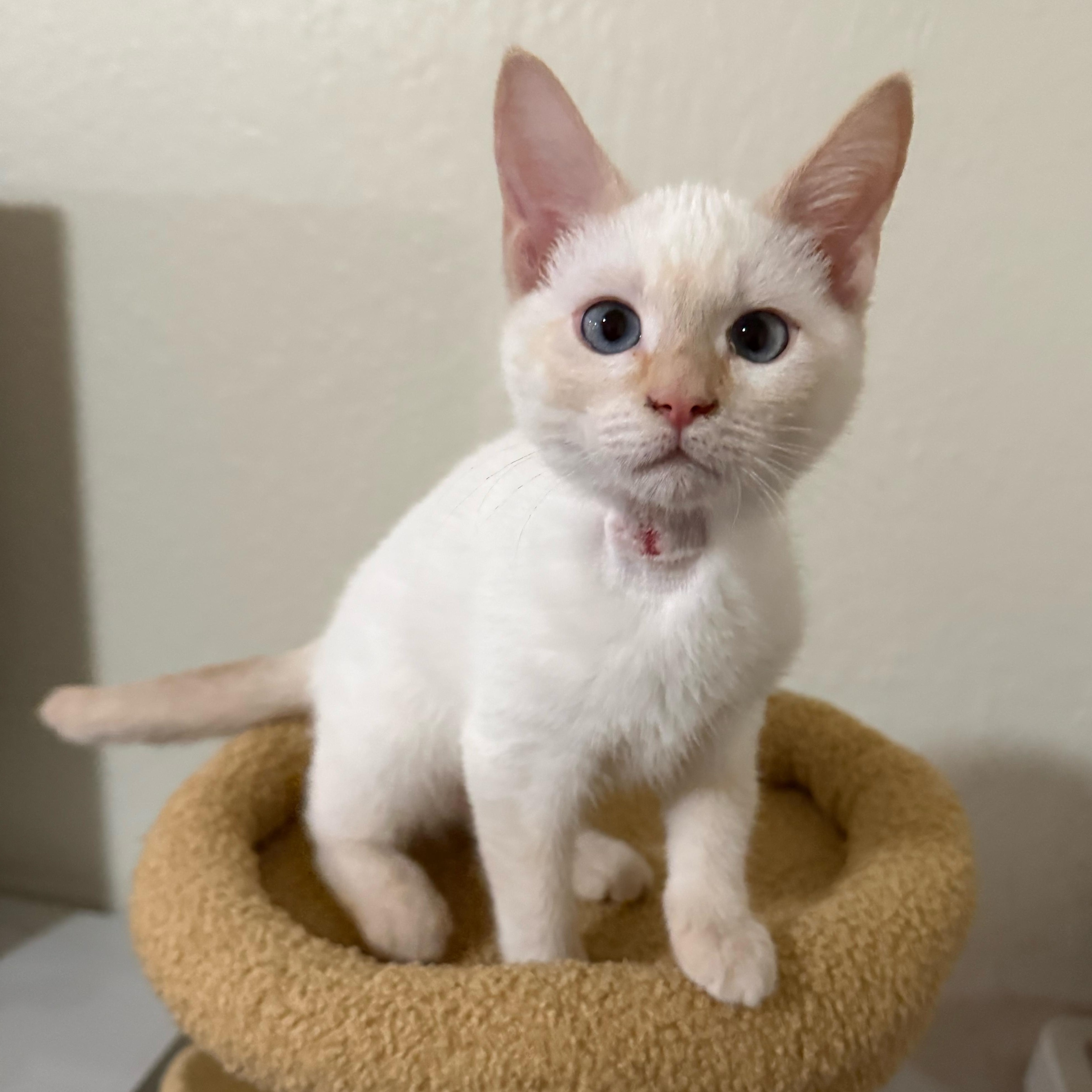 Dryer Lint, adopted, Kitten Female Domestic Short Hair.