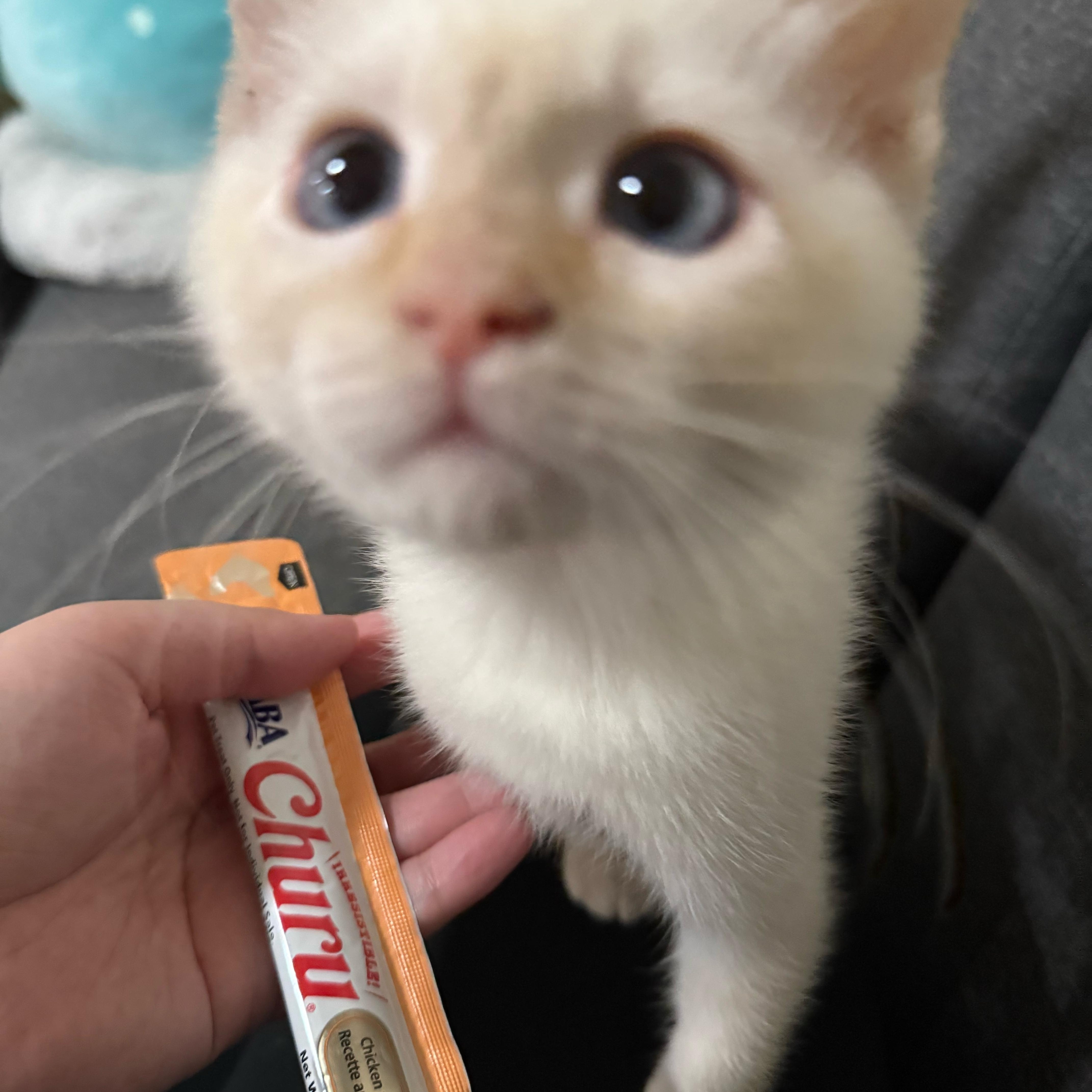 Enlarge Dryer Lint, an adopted Domestic Short Hair in Davis, CA image 4/4