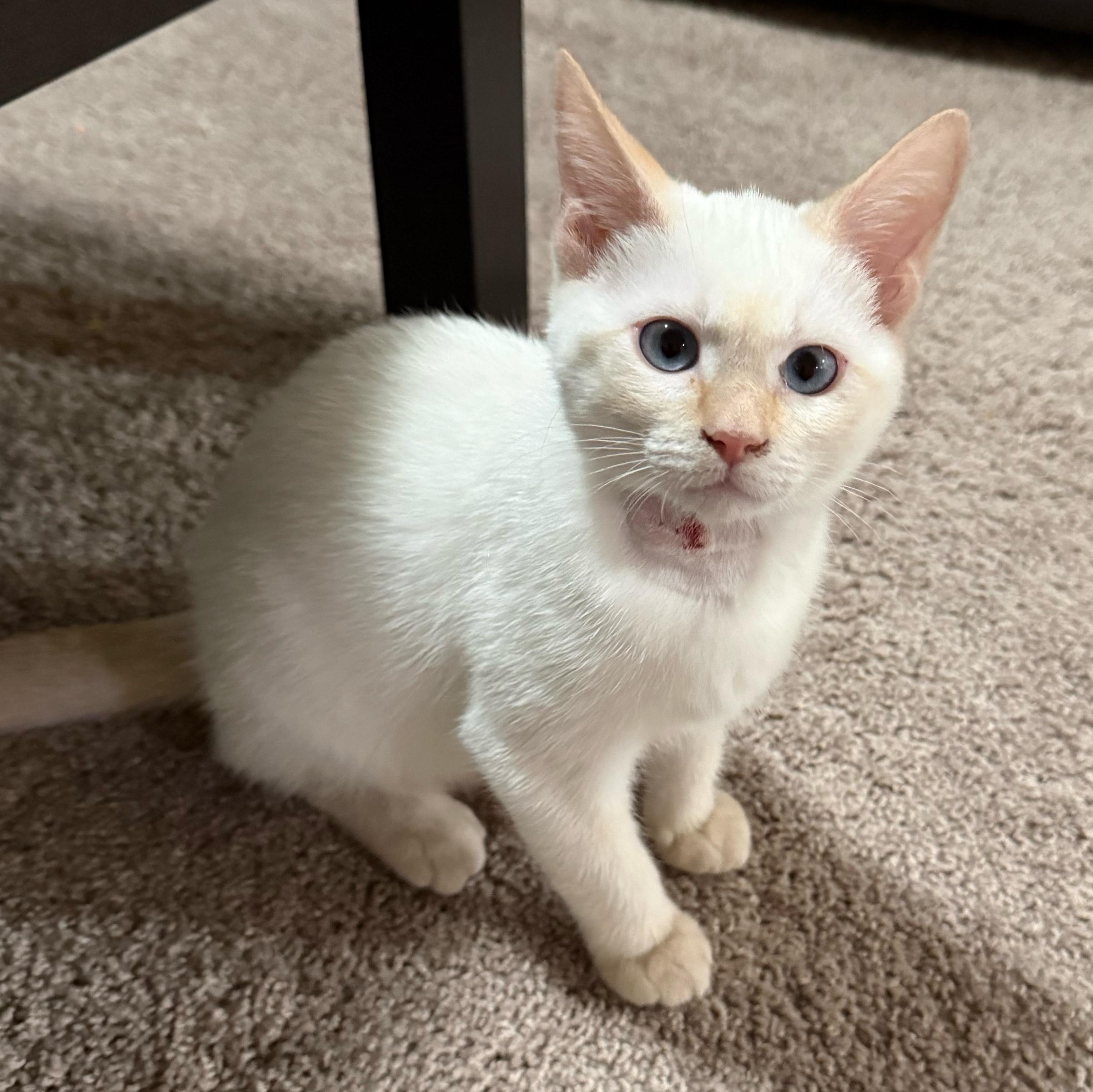 Enlarge Dryer Lint, an adopted Domestic Short Hair in Davis, CA image 3/4