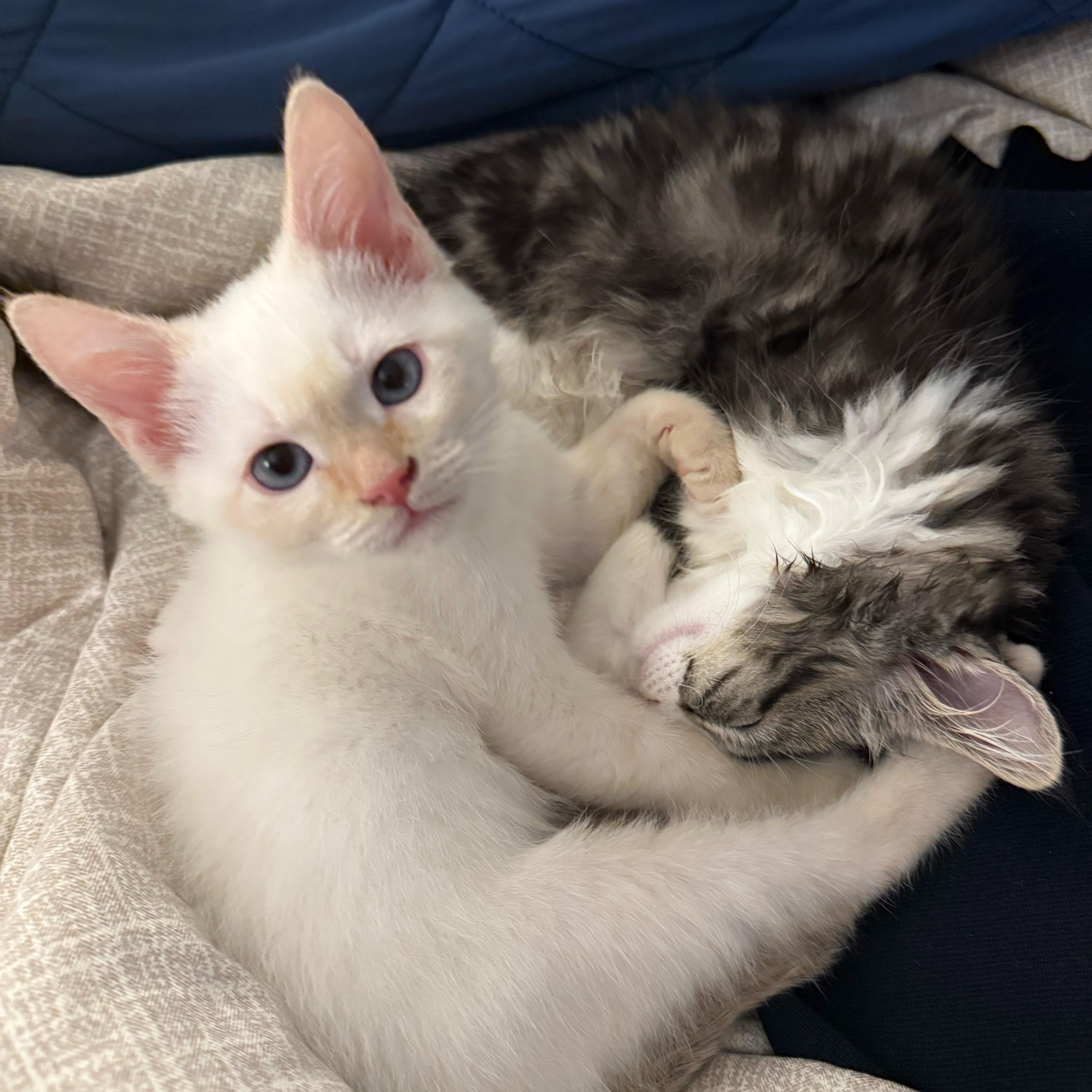 Enlarge Dryer Lint, an adopted Domestic Short Hair in Davis, CA image 2/4