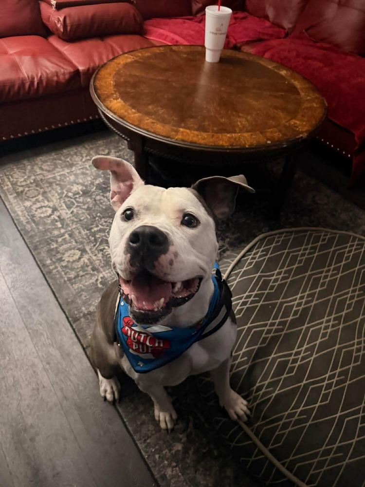 Enlarge Draco, a Adoptable Pit Bull Terrier in Indianapolis, IN image 1/6