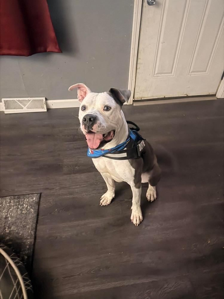 Enlarge Draco, a Adoptable Pit Bull Terrier in Indianapolis, IN image 2/6
