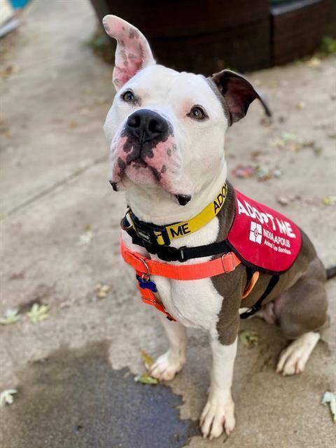 Enlarge Draco, a Adoptable Pit Bull Terrier in Indianapolis, IN image 3/6
