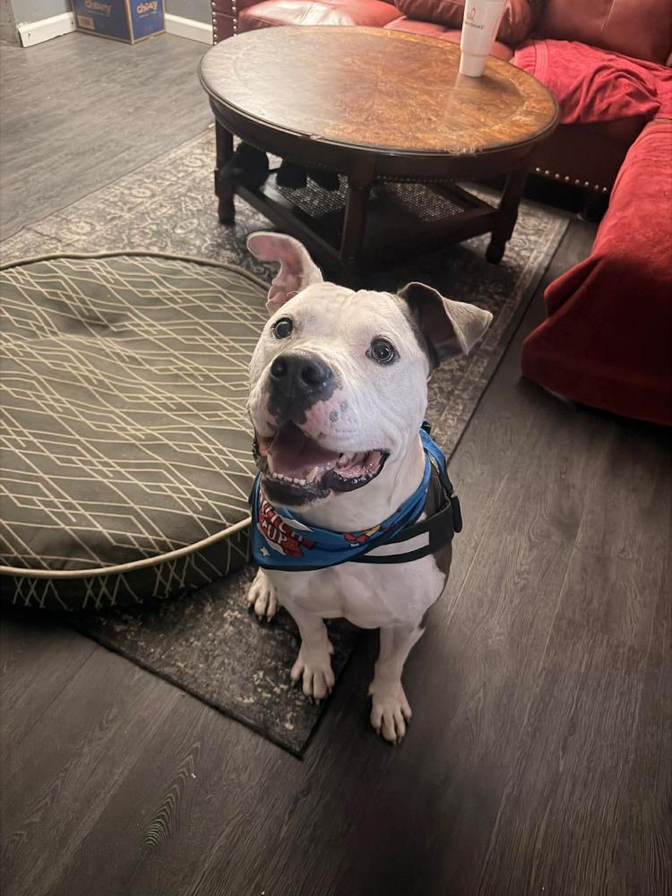 Enlarge Draco, a Adoptable Pit Bull Terrier in Indianapolis, IN image 4/6