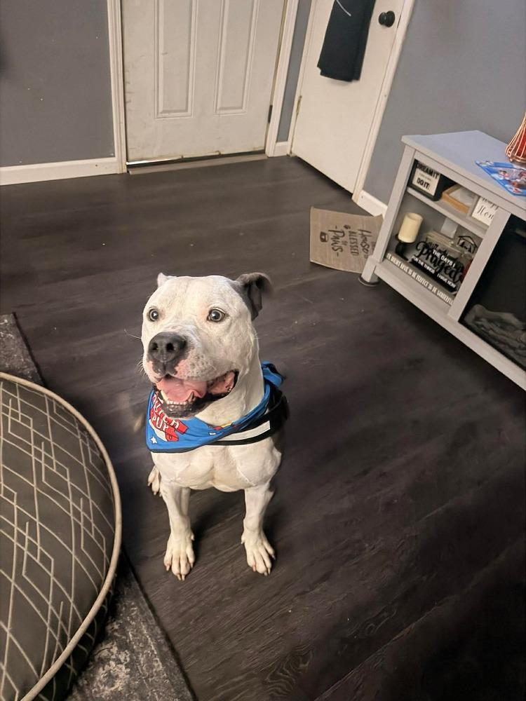 Enlarge Draco, a Adoptable Pit Bull Terrier in Indianapolis, IN image 5/6