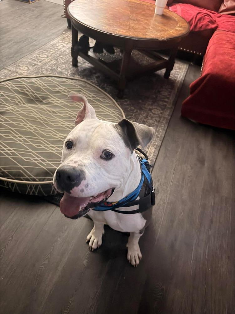 Enlarge Draco, a Adoptable Pit Bull Terrier in Indianapolis, IN image 6/6