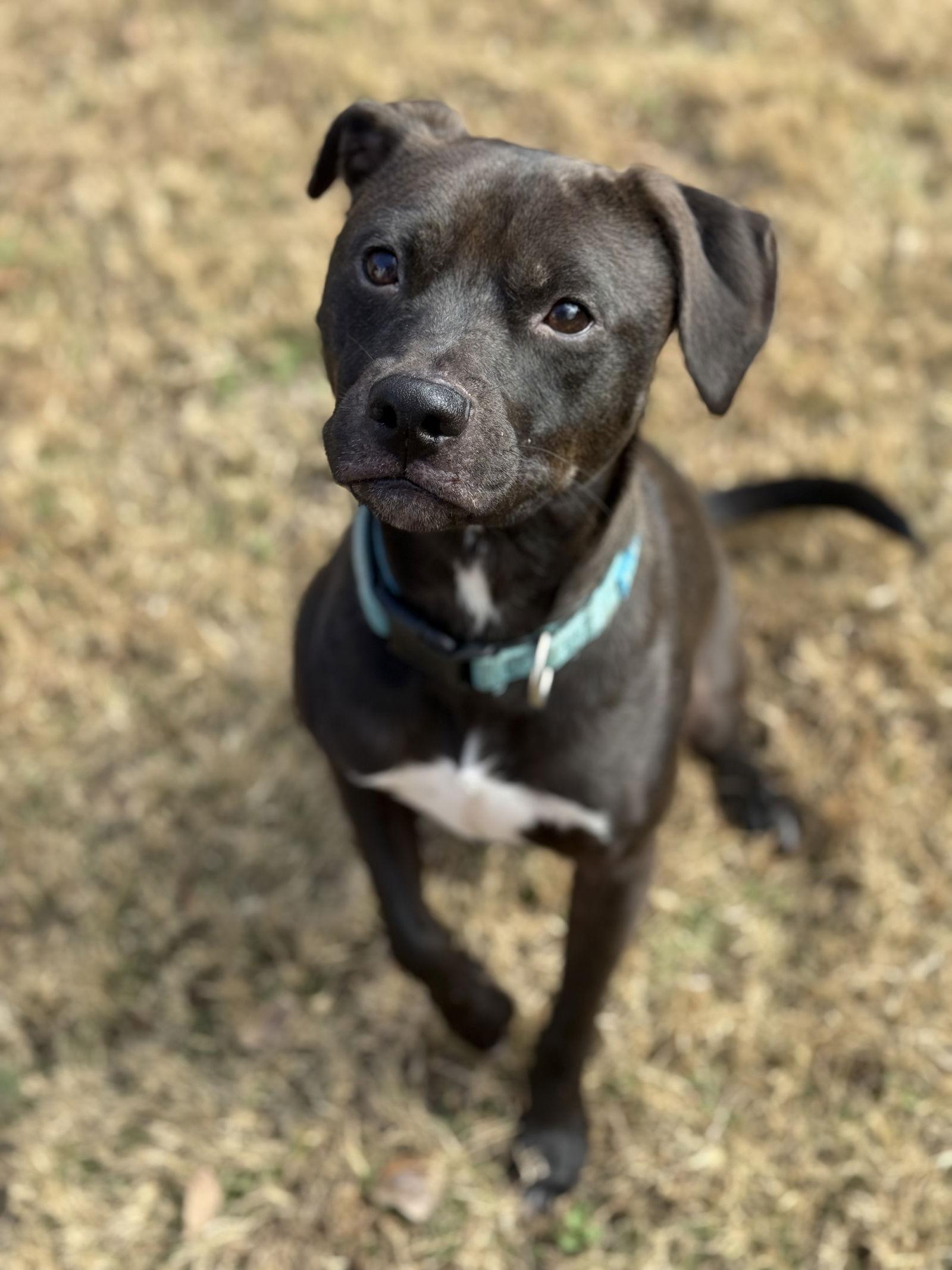 Enlarge Eddie, a Adoptable mixed breed in Woodstock, GA image 1/3