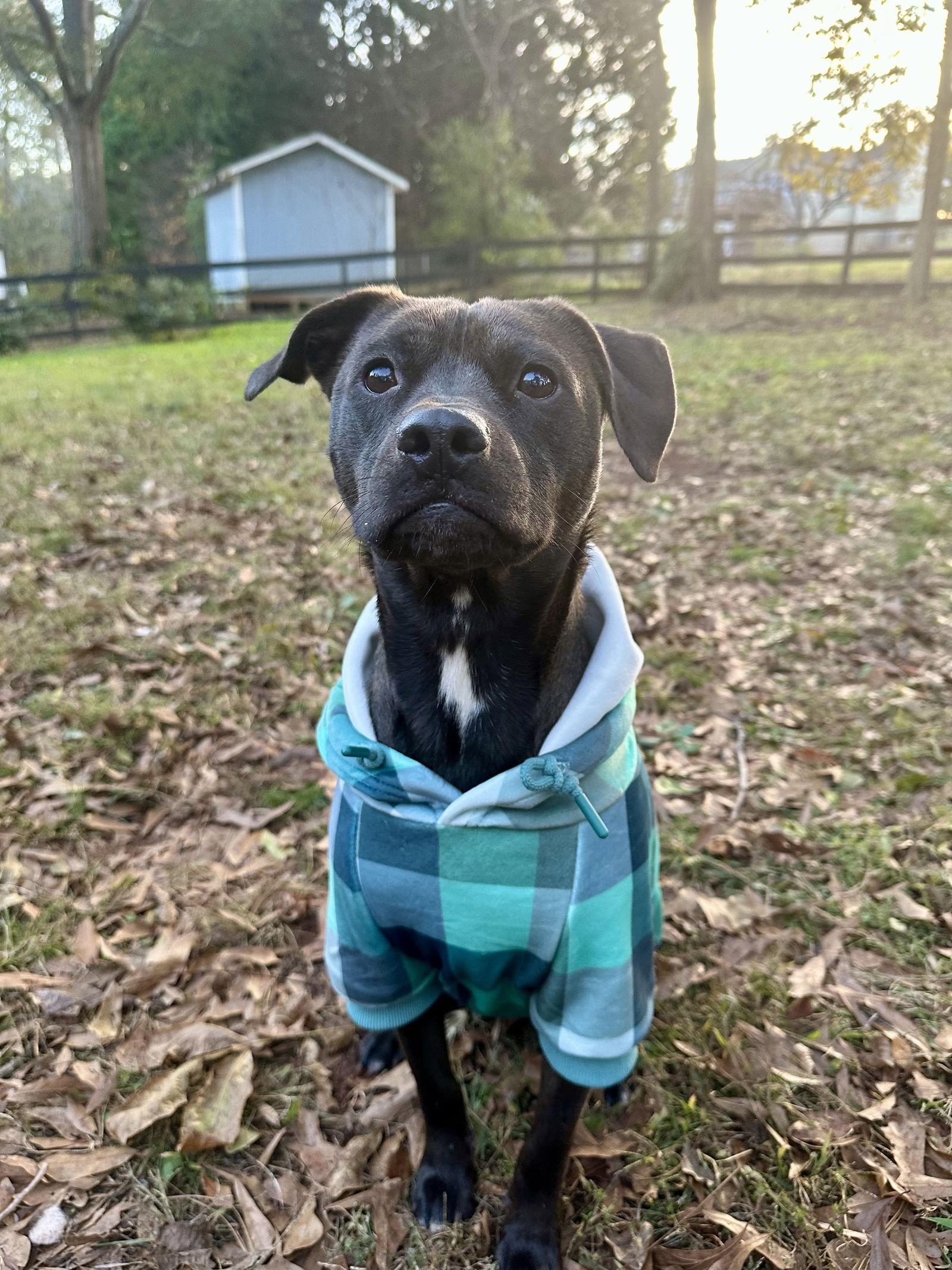 Enlarge Eddie, a Adoptable mixed breed in Woodstock, GA image 2/3