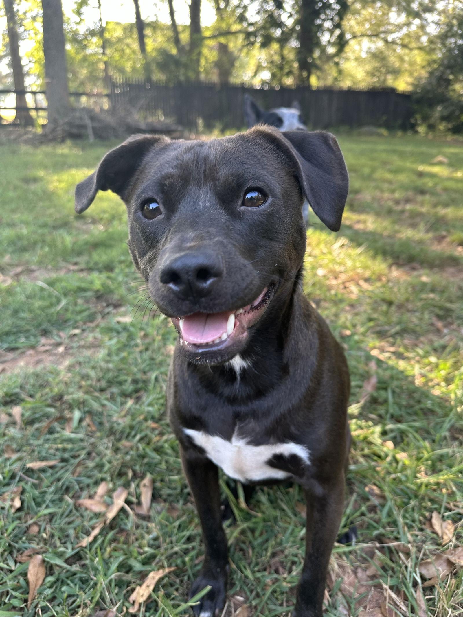 Enlarge Eddie, a Adoptable mixed breed in Woodstock, GA image 3/3