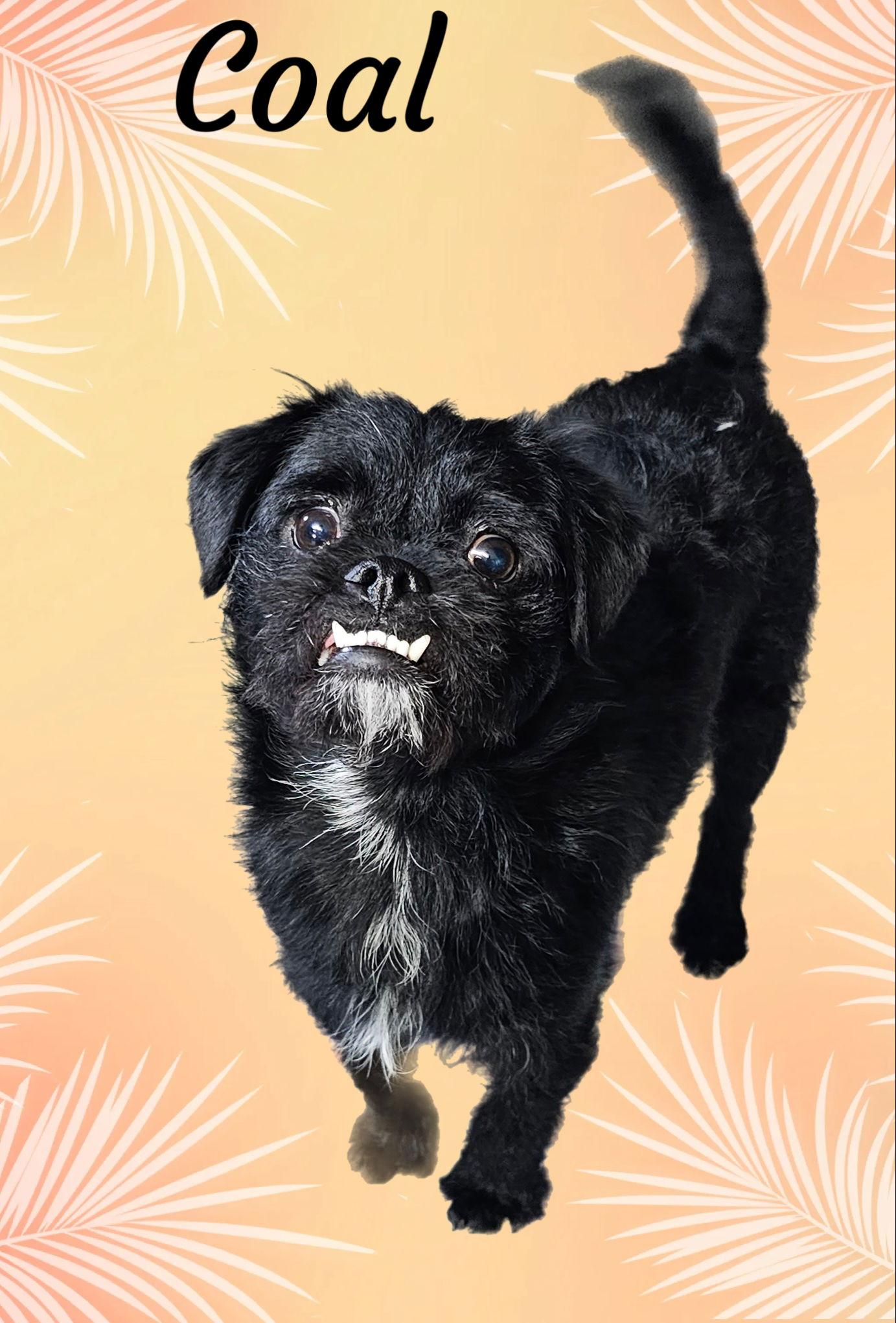 Enlarge Coal, a Adoptable mixed breed in Phelan, CA image 1/5